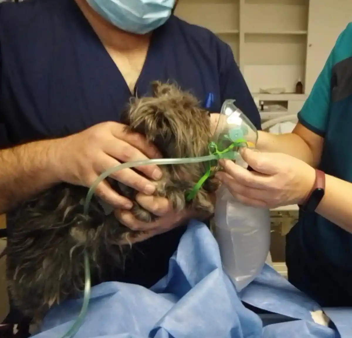 La perrita siendo atendida.