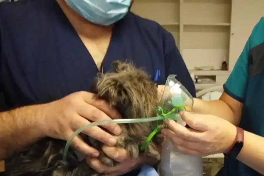 La perrita siendo atendida.