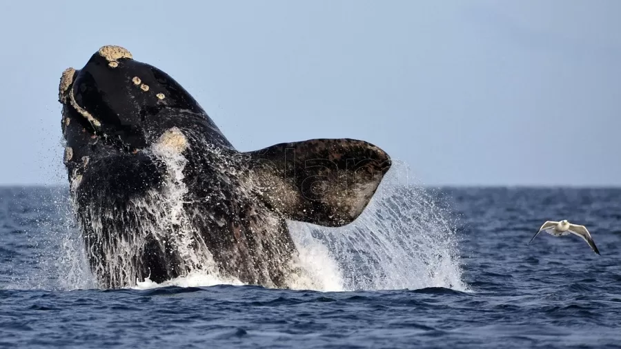 Comienzan a aproximarse las ballenas a la costa argentina