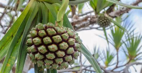 La alimentación del futuro, ¿qué comeremos dentro de 30 años?