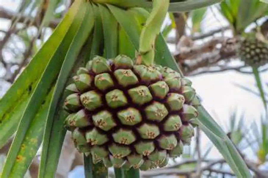 La alimentación del futuro, ¿qué comeremos dentro de 30 años?