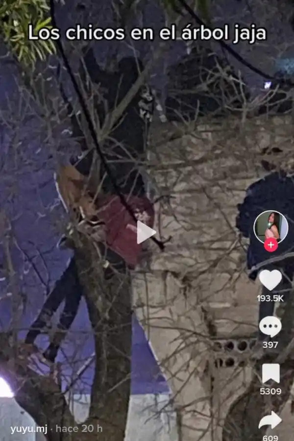 Los fans subidos en las ramas para ver el show.