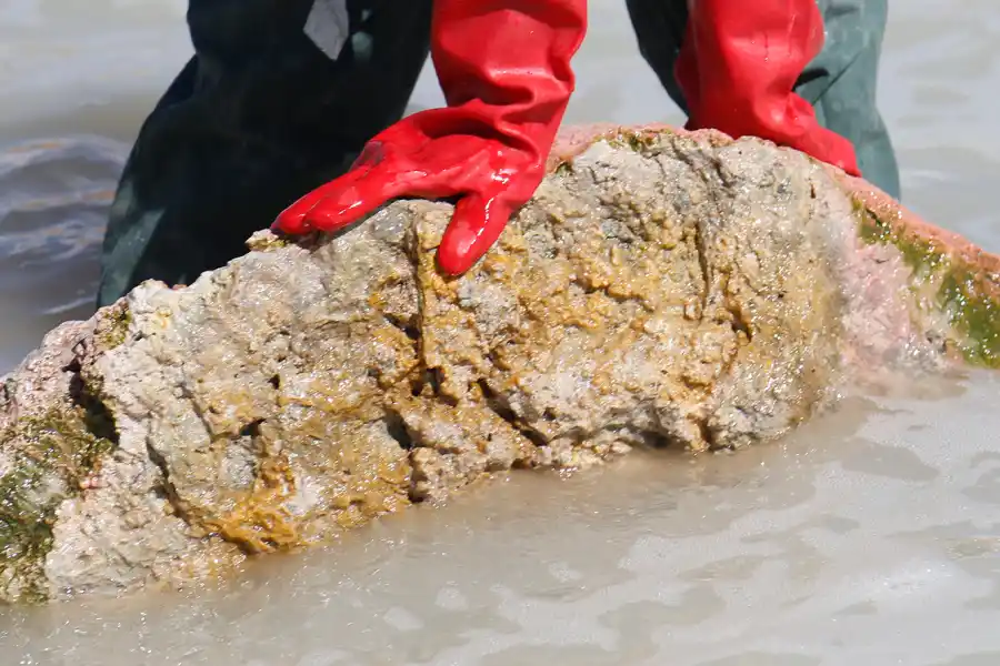 Estromatolitos de laguna Diamante, una de las zonas más extremas de la región