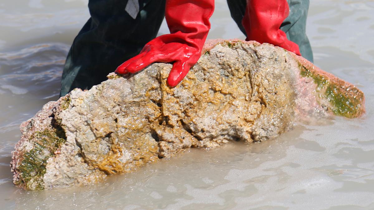 Estromatolitos de laguna Diamante, una de las zonas más extremas de la región