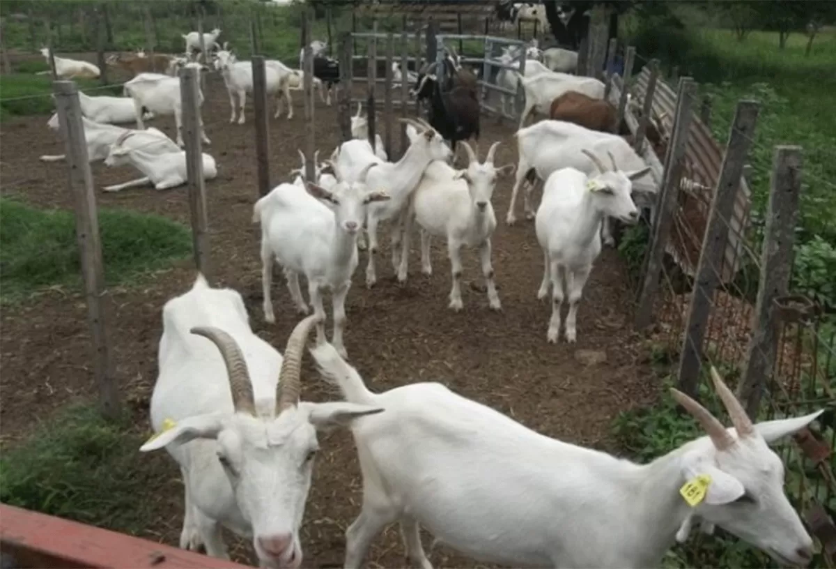 Destacan que la leche de cabra podría ser una solución para chicos con alergia