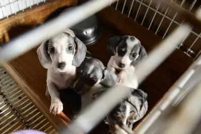 Rescataron a 100 perros salchicha explotados en un criadero ilegal