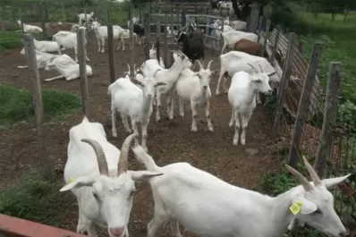 Destacan que la leche de cabra podría ser una solución para chicos con alergia