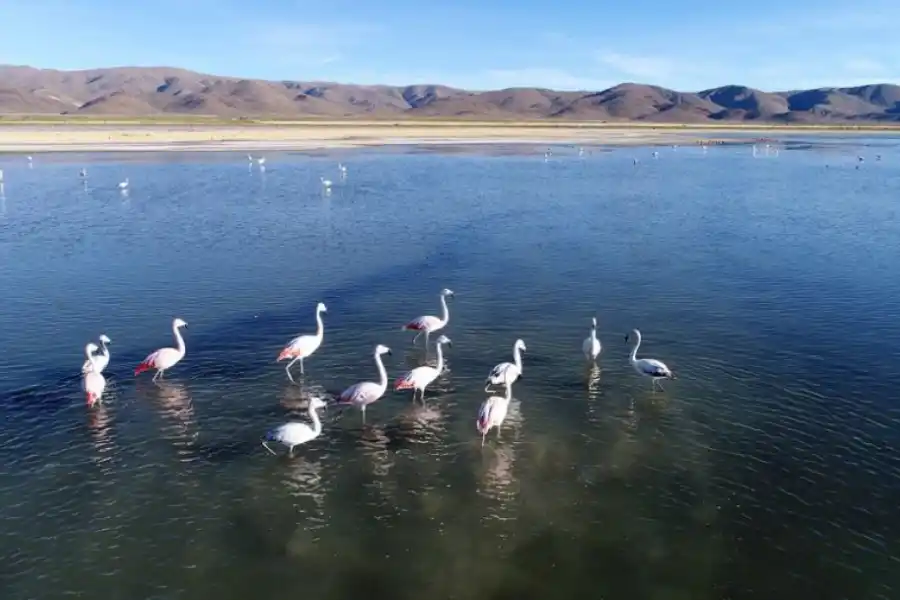 Flamencos rosados, en Córodoba y también en Jujuy.