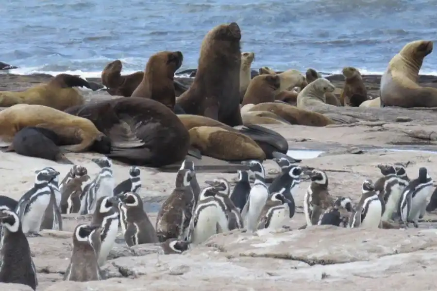 Lobos marinos, sí, pero en el Atlántico de Río Negro.