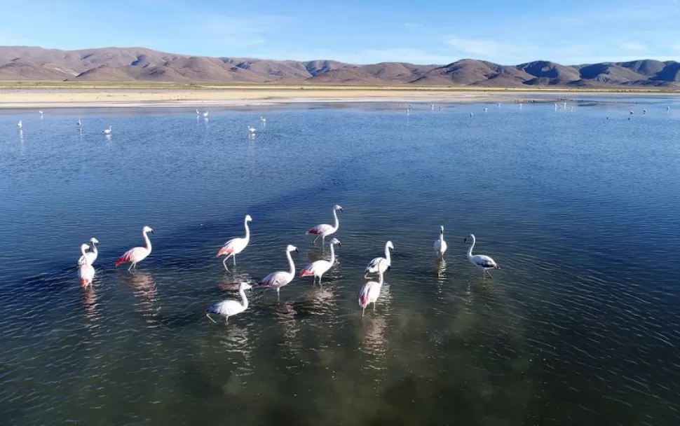 Flamencos rosados, en Córodoba y también en Jujuy.