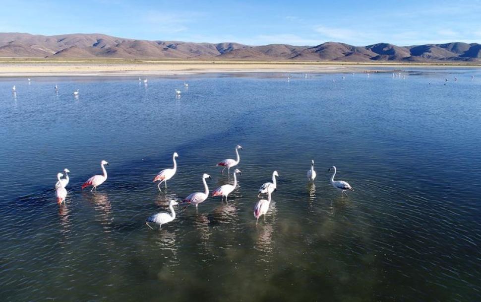 Flamencos rosados, en Córodoba y también en Jujuy.