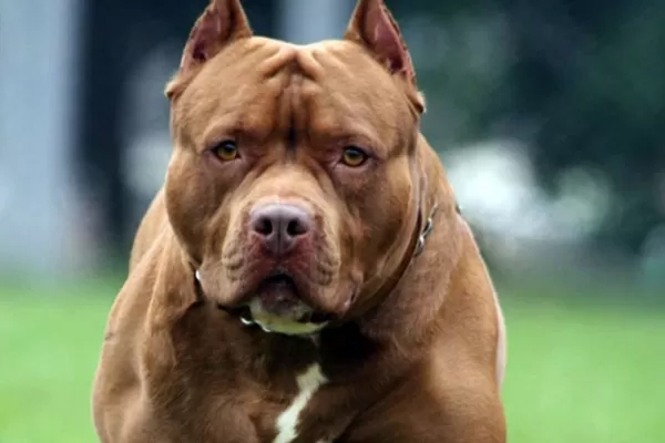 Un pitbull atacó a un niño de tres años: le arrancó el cuero cabelludo