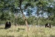 Árboles, pastos y vacas, socios en la producción sostenible de carne