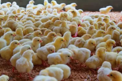 Feedlot propio y planta avícola para incubación