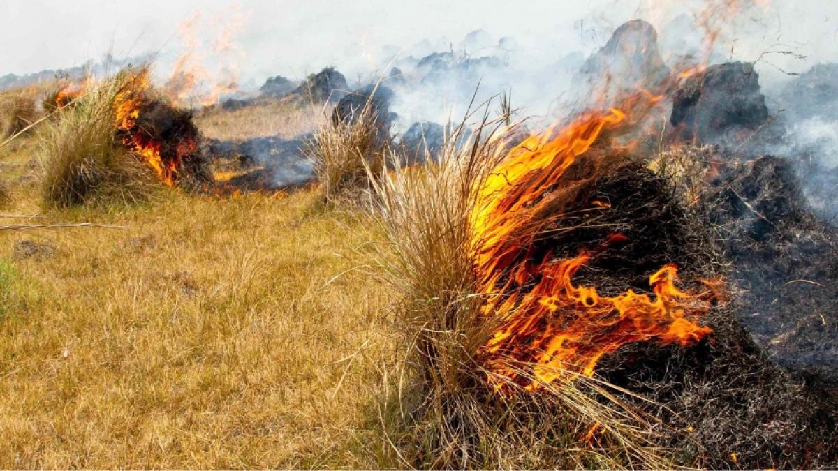 Incendios forestales: un informe advierte sobre su peligro en el norte argentino