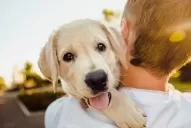 Jujuy aprobó un proyecto que busca brindar mayor protección a los animales de compañía