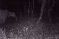 Apareció un puma en la reserva de la San Pablo-T