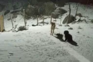 Llegó la nieve a algunas zonas de Tafí del Valle