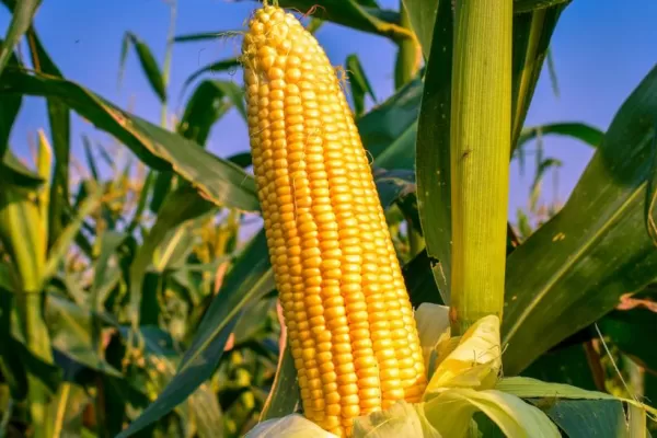 Argelia abrió una licitación para comprar hasta 40.000 toneladas de maíz en Argentina