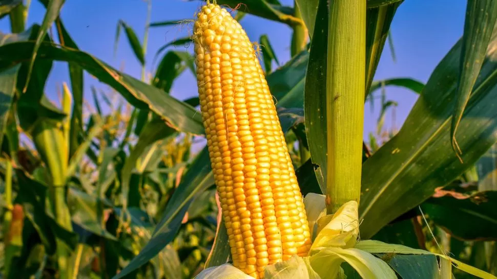 POR LA SEQUÍA. Las exportaciones de maíz desde Argentina, entre marzo y junio, caerían un 40% interanual.
