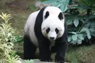 Murió An An, el panda macho en cautiverio más longevo del mundo