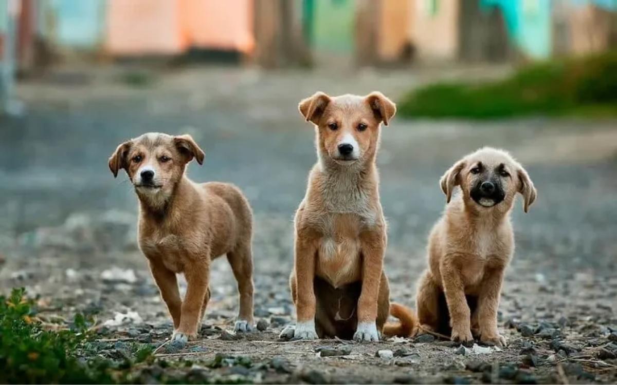 Día Mundial del Perro: por qué se celebra el 21 de julio
