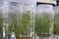 Variedades de caña de azúcar que signaron los últimos 13 años