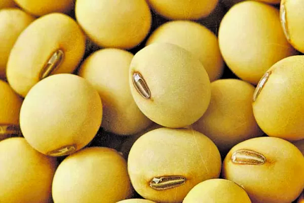 Pago de regalías por semilla de uso propio: un proyecto polémico