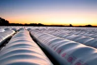 “Presión muy fuerte” para liquidar granos