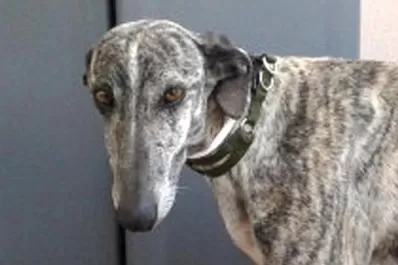 Acusan a un hombre de robar galgos para que su perra los mate