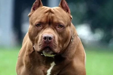 Un cordobés alimentaba a su pitbull con otros perros
