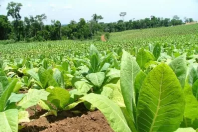 Tucumán recibe $353 millones en fertilizantes para tabacaleros