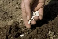 Urge la sanción de una nueva Ley de Semillas