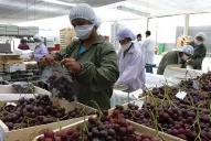 Los países australes marcan récord en la exportación de uva