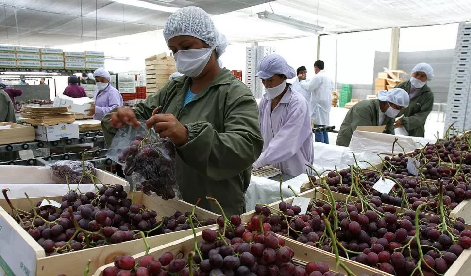 DATO. En 21/22, la exportación de uvas superó el 1,5 millón de toneladas. 