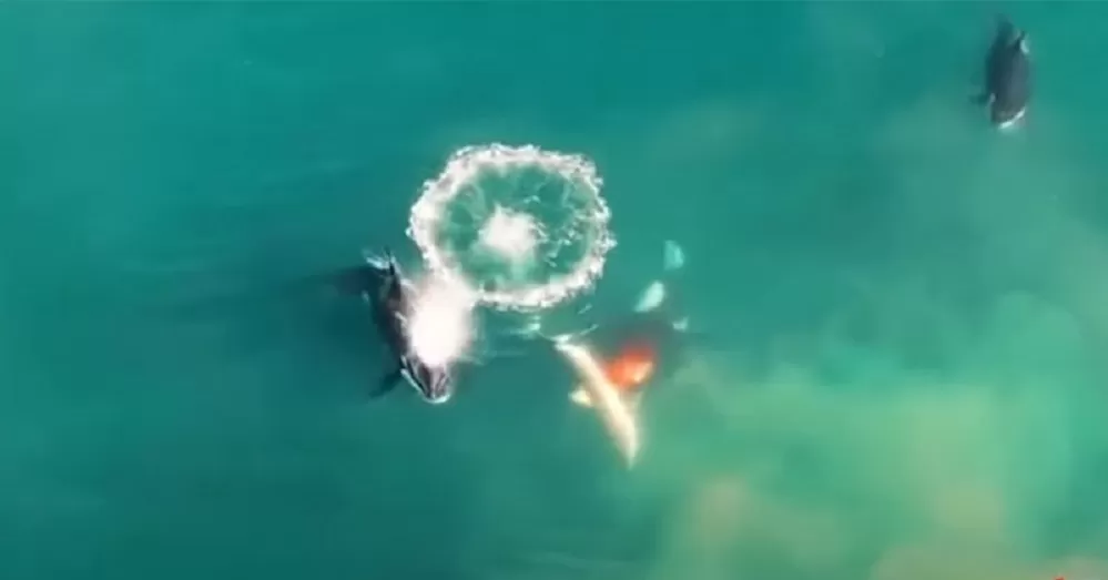 Video: tres orcas le arrancaron el hígado de 250 kilos a un gran tiburón blanco