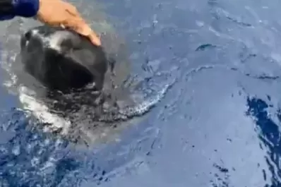 Hallaron una extraña especie de tiburón que podría vivir hasta 400 años