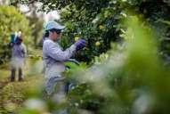 La campaña citrícola se cerrará con mucha fruta en las plantas