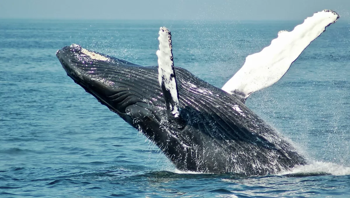 Una ballena jorobada se tragó a dos mujeres y segundos después la escupió al mar