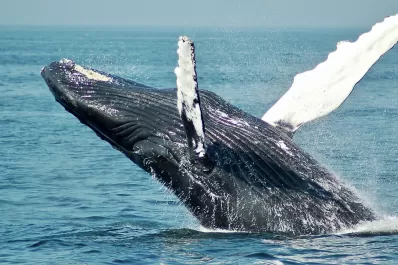 Escalofriante video: una ballena se tragó a dos mujeres y luego las escupió al mar