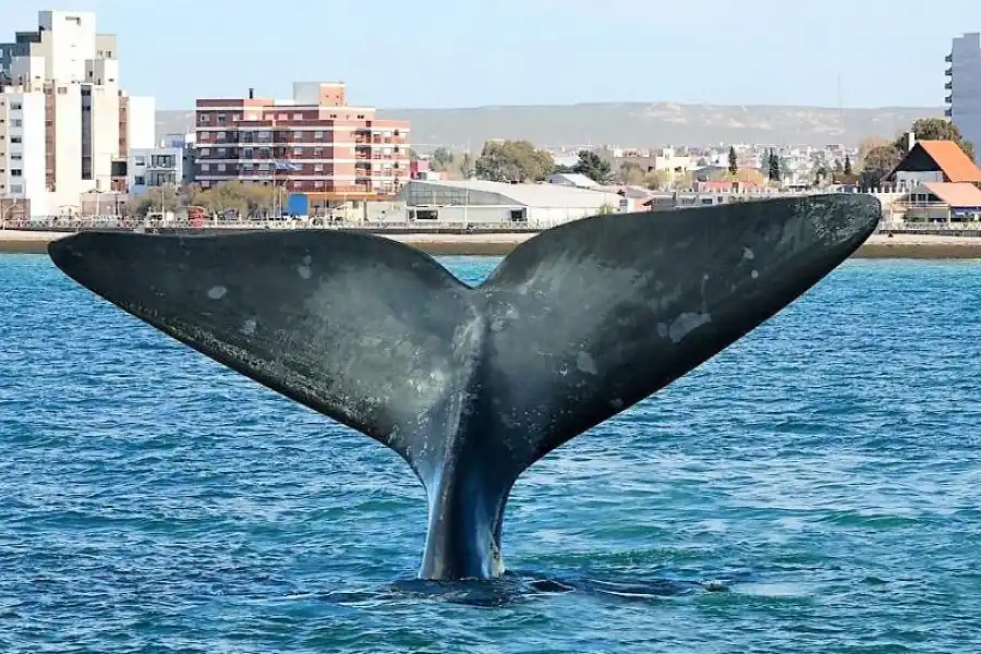 Puerto Madryn