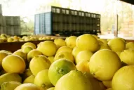 La biomasa residual del limón resolvería la falta de suministro de gas durante la zafra