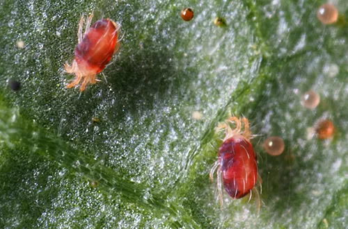 ALERTA. El tiempo actual favorece la aparición de la plaga arañuela roja.  