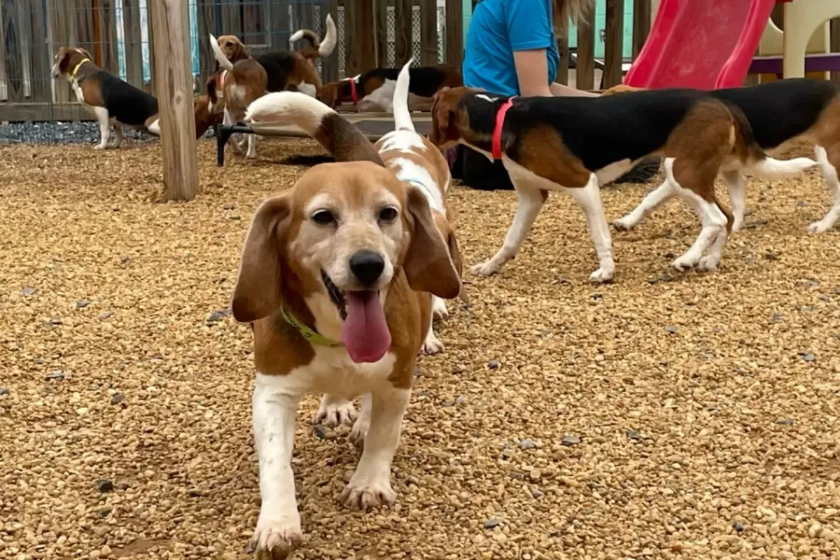 Buscan hogar para más de 4.000 beagles en Estados Unidos