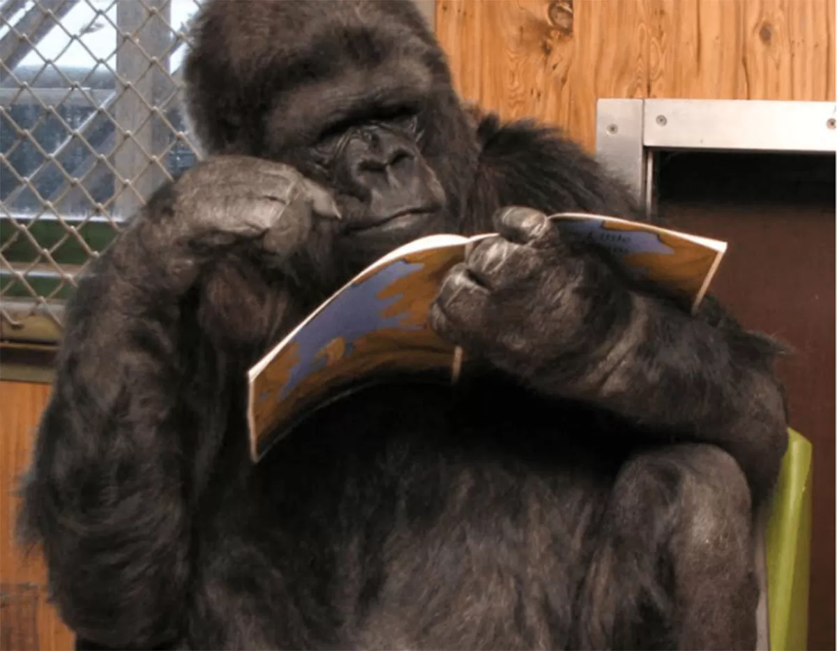 Test para la detección de gorilas