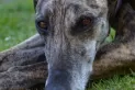 Viruela del mono: confirman el primer contagio de un hombre a su perro