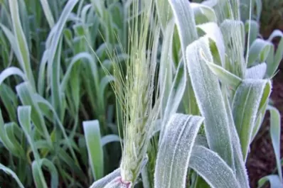 Se registraron las primeras heladas meteorológicas en áreas productivas de Tucumán