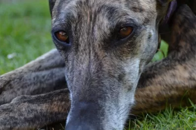 Viruela del mono: confirman el primer contagio de un hombre a su perro