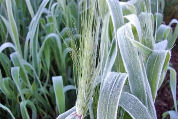 Se registraron las primeras heladas meteorológicas en áreas productivas de Tucumán