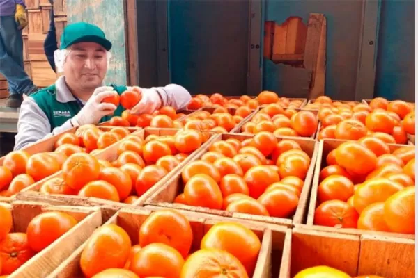 Fuerte crecimiento de Perú en la exportación de mandarinas